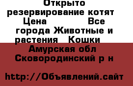 Открыто резервирование котят › Цена ­ 15 000 - Все города Животные и растения » Кошки   . Амурская обл.,Сковородинский р-н